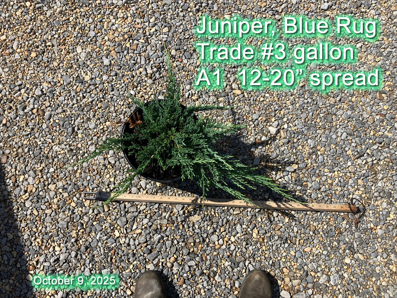 gallery/jbr3 a1 oct9.jpg